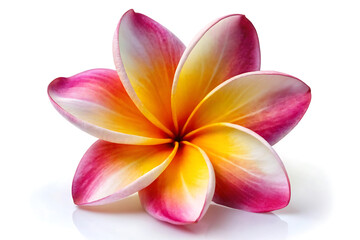 Fototapeta premium Frangipani flower image isolated on white