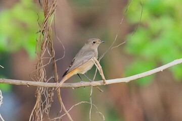Little bird on tree