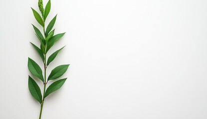 Fototapeta premium Green Leaf Branch on White Background Minimalist Flatlay