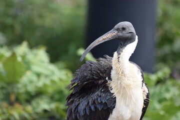 close up of a bird of prey