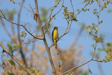 Little bird on tree