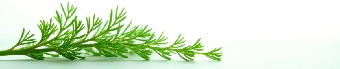 Fototapeta premium Delicate dill sprig, feathery texture, vibrant green against pure white , healthy, freshness, leaf
