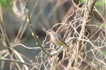 Little bird on tree