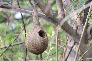 Nest