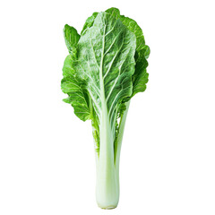 A fresh, green celery vegetable isolated on a white background