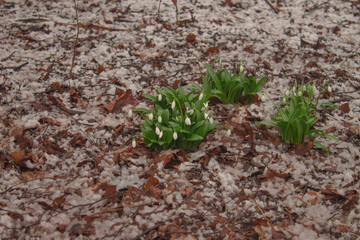 Snowdrops Emerging Through Frosty Ground, Early Spring Renewal