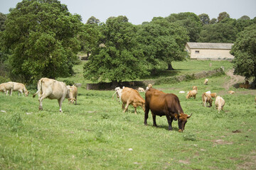 Cattle grazing in a field, Burgos Forest, Sassari, Sardinia, Italy,