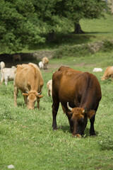 Cattle grazing in a field, Burgos Forest, Sassari, Sardinia, Italy,