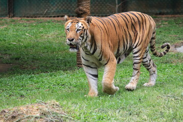 tiger in the zoo
