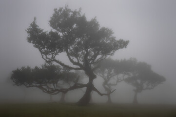 Obraz premium Ancient laurel tree, known as the Ent, shrouded in cloud in the forests of Fanal