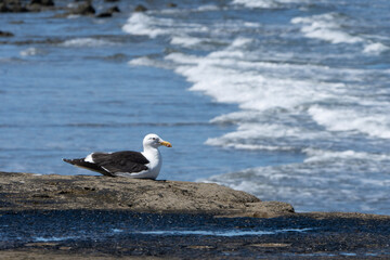 Gaviota en la costa observando el mar