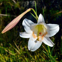 Beautiful white lilies in the summer sunlight.