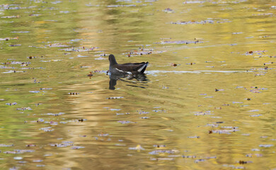 Moorhen in a pond, moorhen in a golden pond, golden reflection in the water, leaves lying on the water surface, moorhen from behind, beautiful Gallinula chloropus