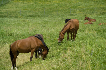 Fototapeta premium horses on the meadow, Horses (Equus caballus) Foresta Burgos, Sassari, Sardinia. Italy