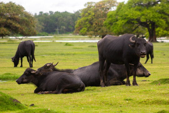 B&uacute;falos na Ilha do Maraj&oacute; - Par&aacute;