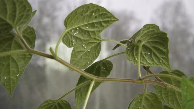 Close-up of Peruvian physalis plant leaves infested with greenhouse whiteflies (Trialeurodes vaporariorum). Small white insects are visible on the green leaves, indicating a pest problem in the plant.