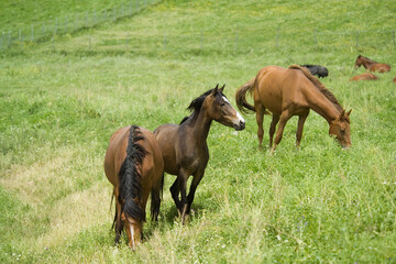 Fototapeta premium horses on the meadow, Horses (Equus caballus) Foresta Burgos, Sassari, Sardinia. Italy