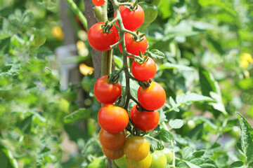 Cherry tomatoes in the garden. Ripe tomatoes on a vine, growing on a garden. Red tomatoes growing on a branch.