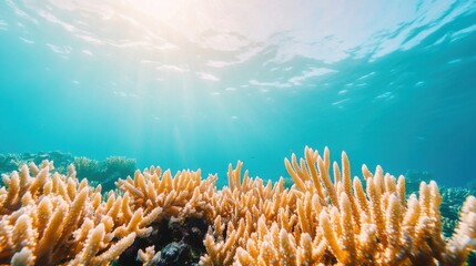Vibrant Coral Reef Teeming with Underwater Life and Radiant Beauty