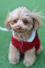 お座りをしているトイ・プードル