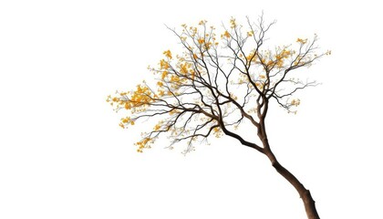 Obraz premium A lone deciduous tree, branches reaching skyward, isolated on pure white, picture, majestic
