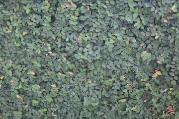 Greenery Wall: A captivating, full-frame composition featuring a vibrant, verdant wall of lush foliage, offering a rich tapestry of textures and shades of green.