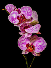  Storczyki na czarnym tle. © Janusz Lipiński