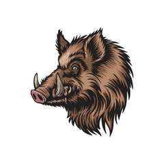 Hand drawn boar head. vector illustration on white background