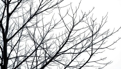Bare branches, stark winter silhouette against pure white, simple, tree