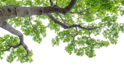European ash tree isolated on transparent background - high quality png of deciduous tree with green leaves and gray bark.
