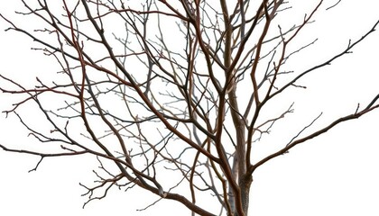 Obraz premium Bare, intertwined branches isolated against a pure white backdrop, photography, clean