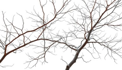 Obraz premium Bare, intricately branched tree limbs isolated against a pure white backdrop, knot, growth
