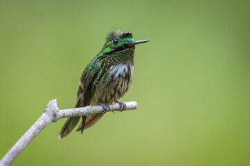 Butterfly coquette perched on a branch