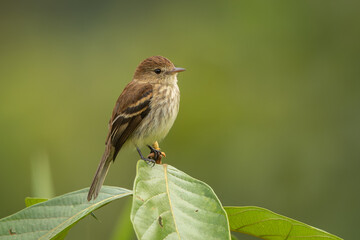 Bran-colored flycatcher perched on green leafes 