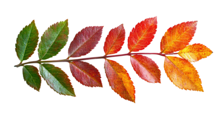 Red and green rowan leafs isolated on transparent background - autumn foliage clipart.