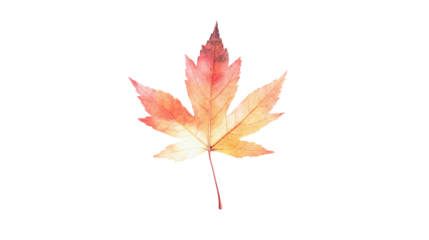 Vibrant autumn maple leaf isolated on transparent background - fall foliage in high-resolution png.