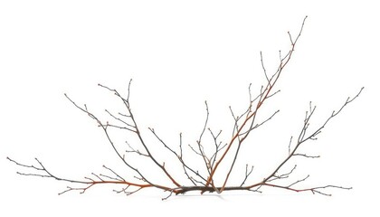 Obraz premium Delicate, bare branches stark against a pure white backdrop, background, frost