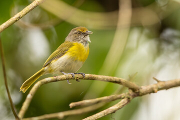 Obraz premium Lemon-chested greenlet perched on a branch