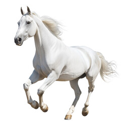 Obraz premium White horse running, transparent background