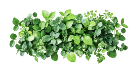 Lush greenery arrangement featuring various types of vibrant leaves for decoration and design purposes, cut out