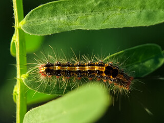 The gypsy moth (Lymantria dispar) caterpillar on green leaves. caterpillar on green leaf in the afternoon. Macro