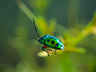 Scutelleridae is a family of true bugs. They are commonly known as jewel bugs or metallic shield bugs due to their often brilliant coloration. Blur background wit macro lens