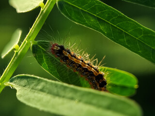 The gypsy moth (Lymantria dispar) caterpillar on green leaves. caterpillar on green leaf in the afternoon. Macro