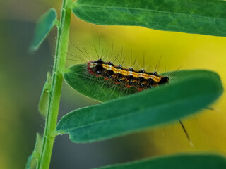 The gypsy moth (Lymantria dispar) caterpillar on green leaves. caterpillar on green leaf in the afternoon. Macro