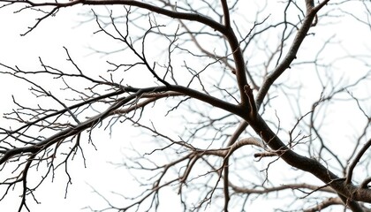 Obraz premium Intricate, bare branches isolated on pure white background, line, background