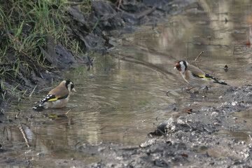 European Goldfinches (Carduelis carduelis) drinking from a puddle