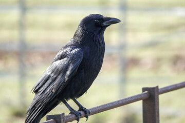 A Carrion Crow (Corvus corone)
