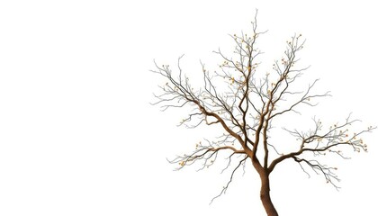 Fototapeta premium Lone deciduous tree, branches reaching skyward, stark white backdrop, vibrant, branches
