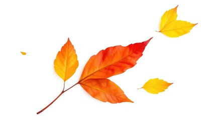 Single autumn leaf isolated on white background, oak, plant