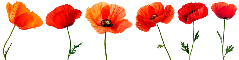A collection of six vibrant red and orange poppy flowers isolated on a transparent background. Each flower showcases intricate details, delicate petals, and realistic textures